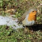 Rotkehlchen (Erithacus rubecula)