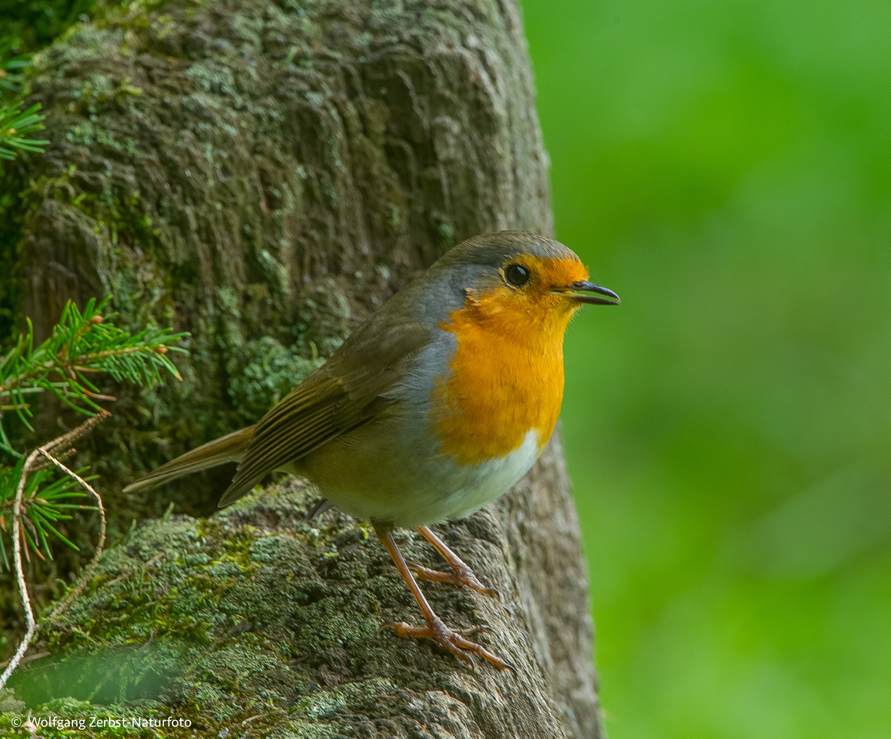 --- Rotkehlchen ----   ( Erithacus rubecula )