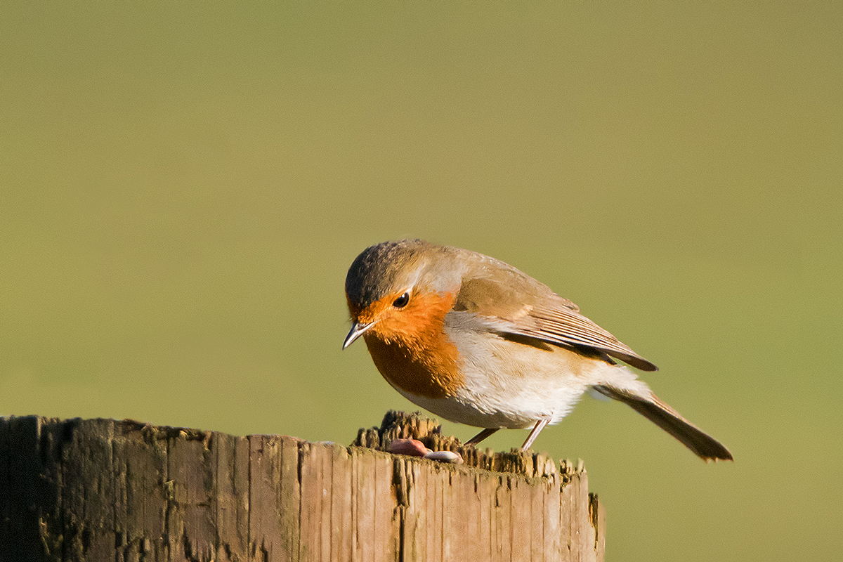 Rotkehlchen - Erithacus rubecula