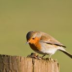 Rotkehlchen - Erithacus rubecula