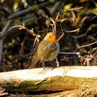  Rotkehlchen (Erithacus rubecula)