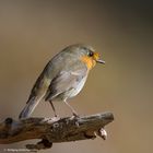 --- Rotkehlchen  ---  ( Erithacus rubecula )