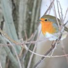 Rotkehlchen - Erithacus rubecula