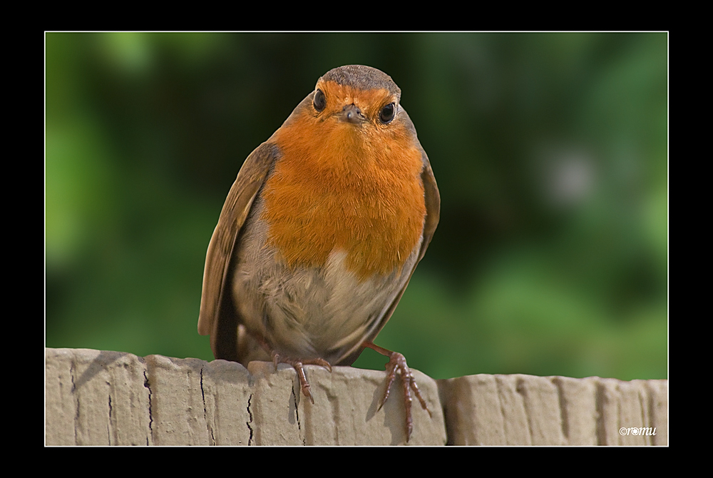 Rotkehlchen (Erithacus rubecula)