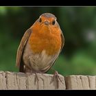 Rotkehlchen (Erithacus rubecula)