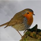 Rotkehlchen ( Erithacus rubecula)