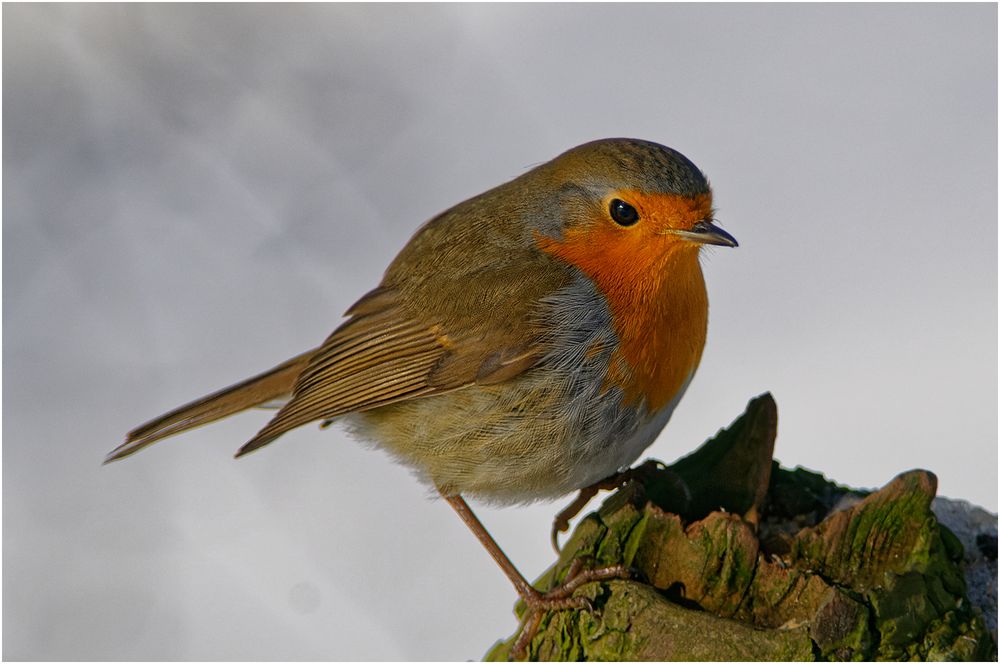 Rotkehlchen ( Erithacus rubecula)