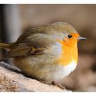 + Rotkehlchen + ( Erithacus rubecula )