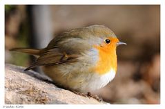 + Rotkehlchen + ( Erithacus rubecula )