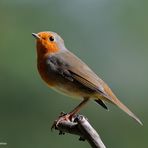 --- Rotkehlchen ---    ( Erithacus rubecula )