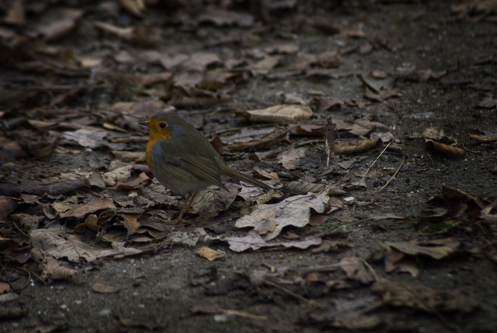 Rotkehlchen (Erithacus rubecula)