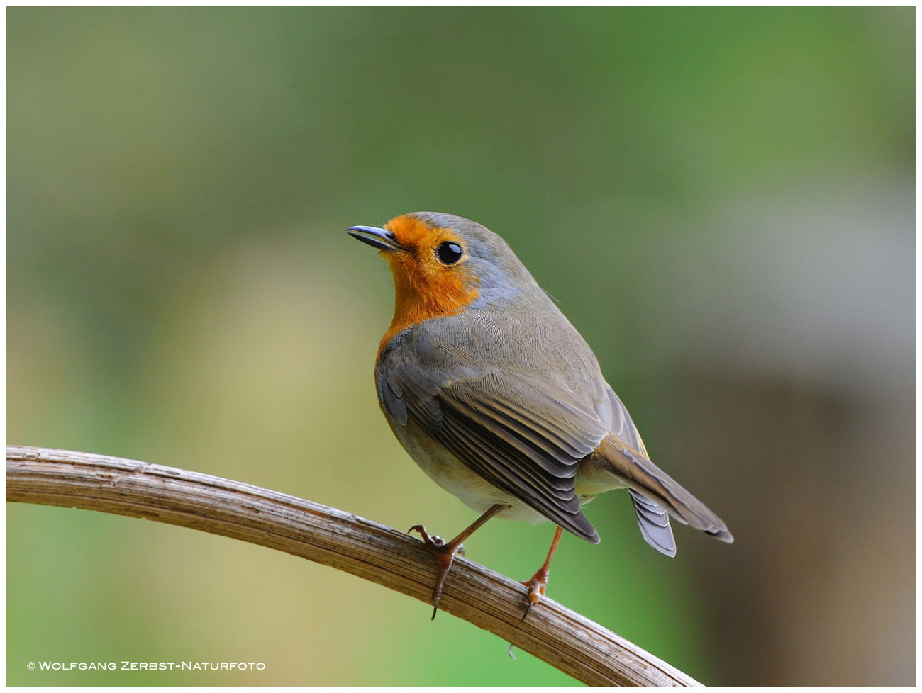 --- Rotkehlchen --- ( Erithacus rubecula )