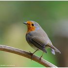 --- Rotkehlchen --- ( Erithacus rubecula )