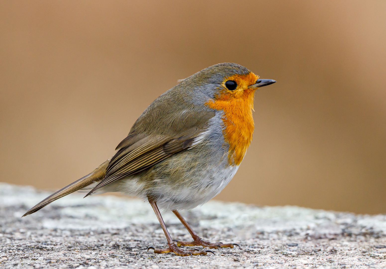 Rotkehlchen (Erithacus rubecula)