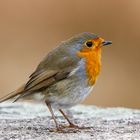 Rotkehlchen (Erithacus rubecula)