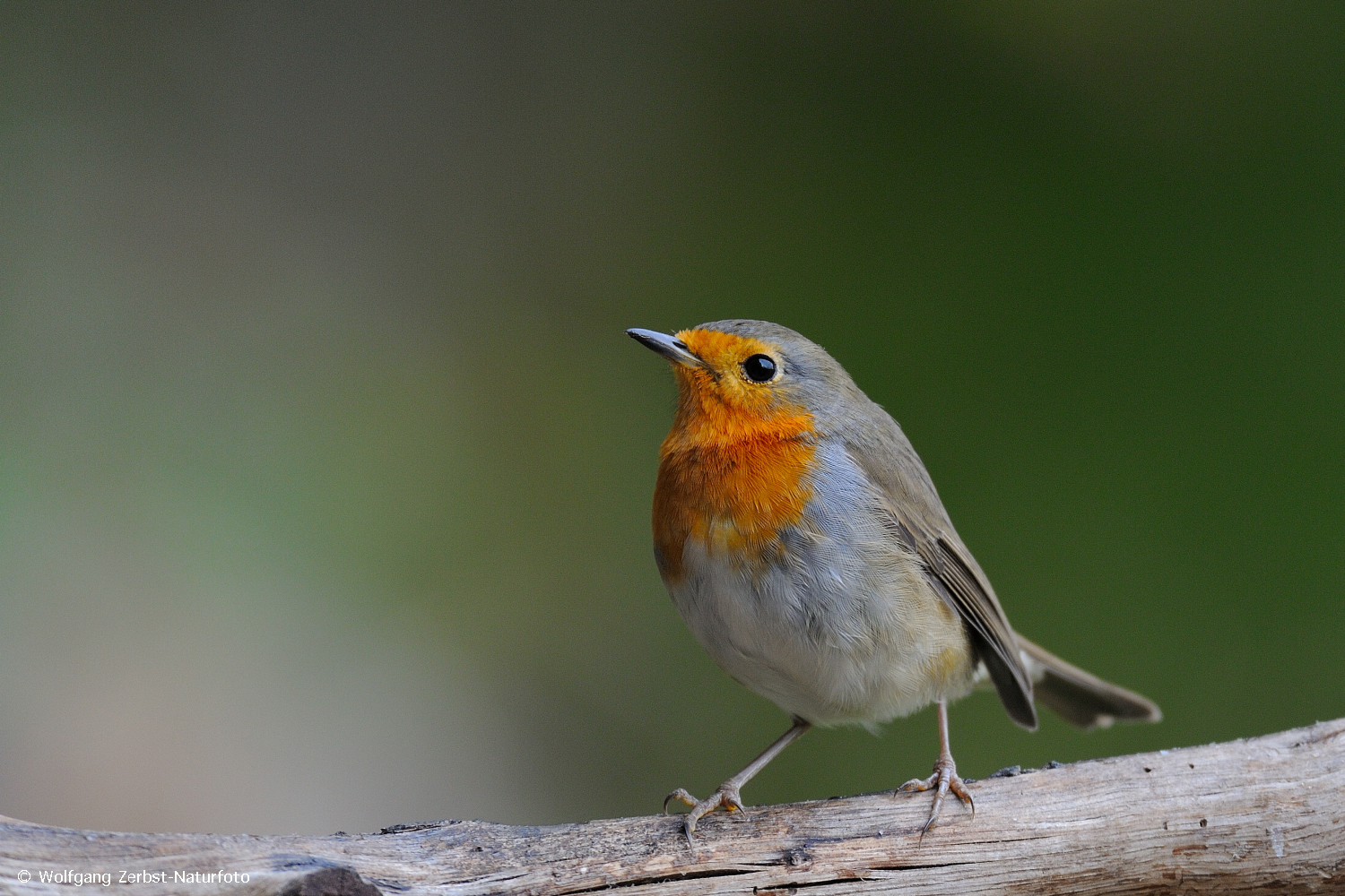 --- Rotkehlchen ---    ( Erithacus rubecula )