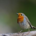 --- Rotkehlchen ---    ( Erithacus rubecula )