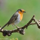 --- Rotkehlchen --- ( Erithacus rubecula )