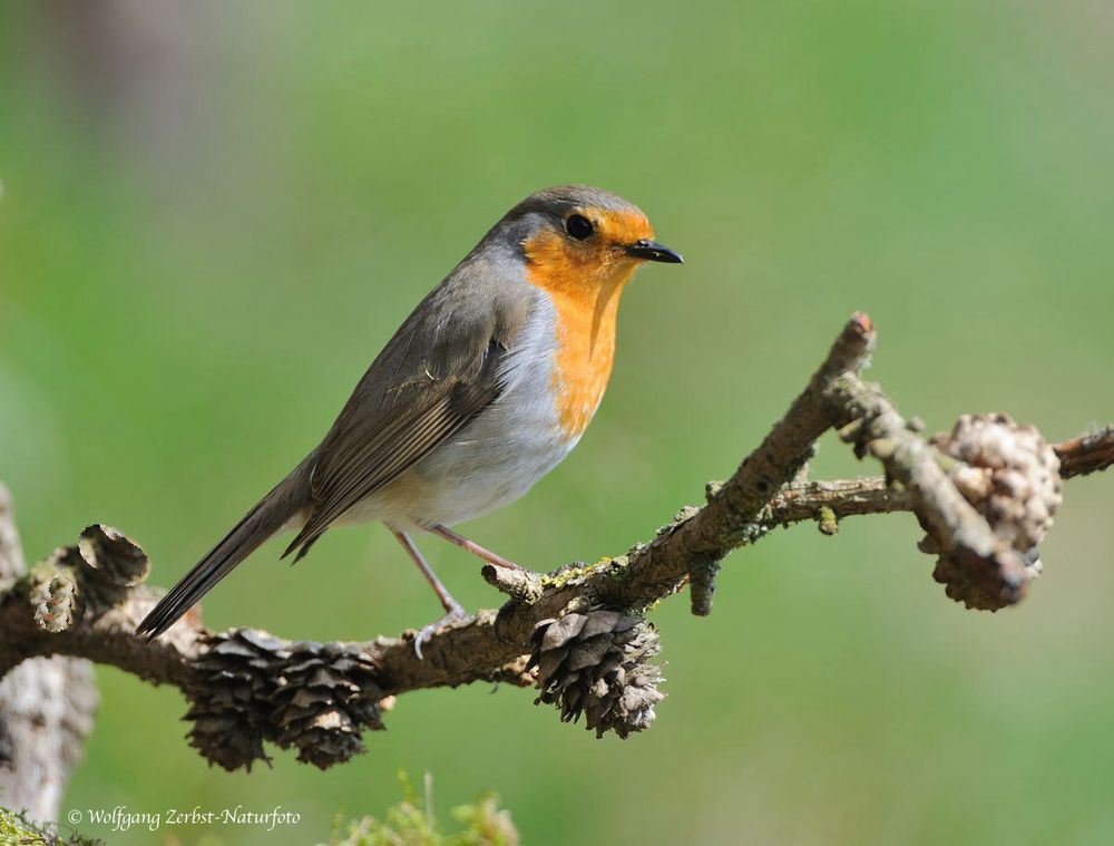 --- Rotkehlchen --- ( Erithacus rubecula )