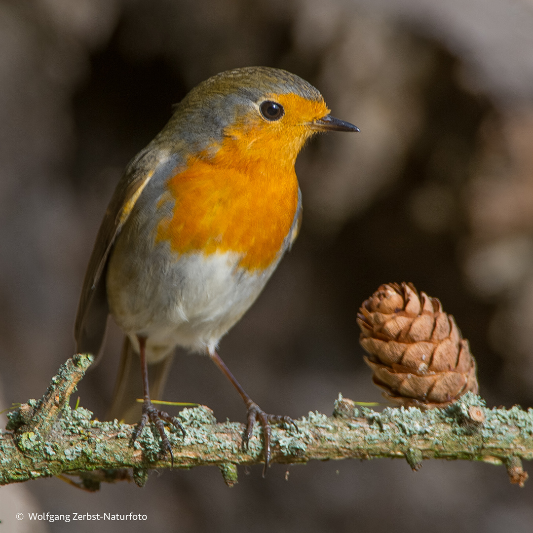 --- Rotkehlchen --- ( Erithacus rubecula )