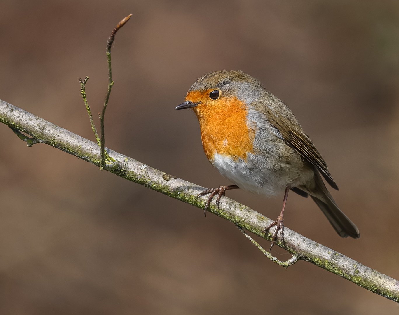 Rotkehlchen (Erithacus rubecula)