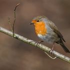 Rotkehlchen (Erithacus rubecula)