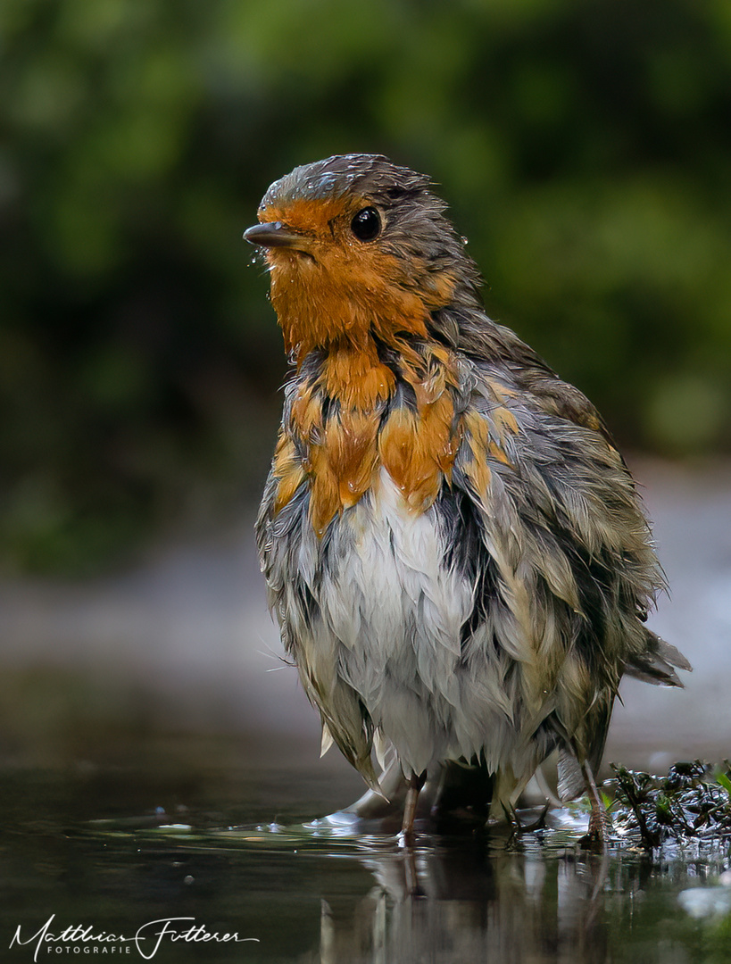 Rotkehlchen (Erithacus rubecula)