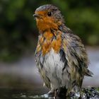 Rotkehlchen (Erithacus rubecula)