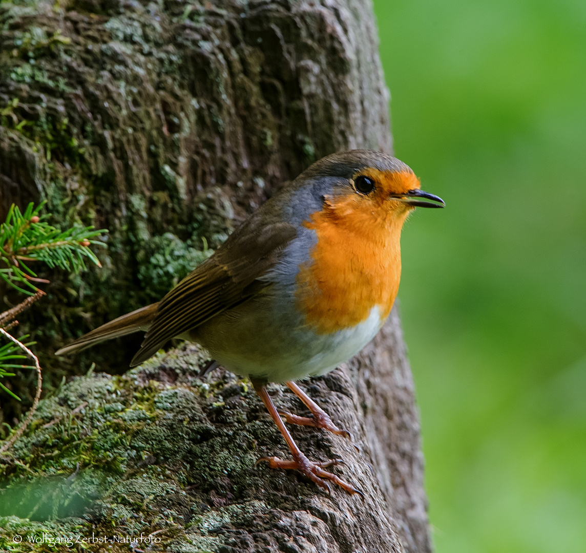   - ROTKEHLCHEN -   ( Erithacus rubecula )