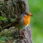   - ROTKEHLCHEN -   ( Erithacus rubecula )