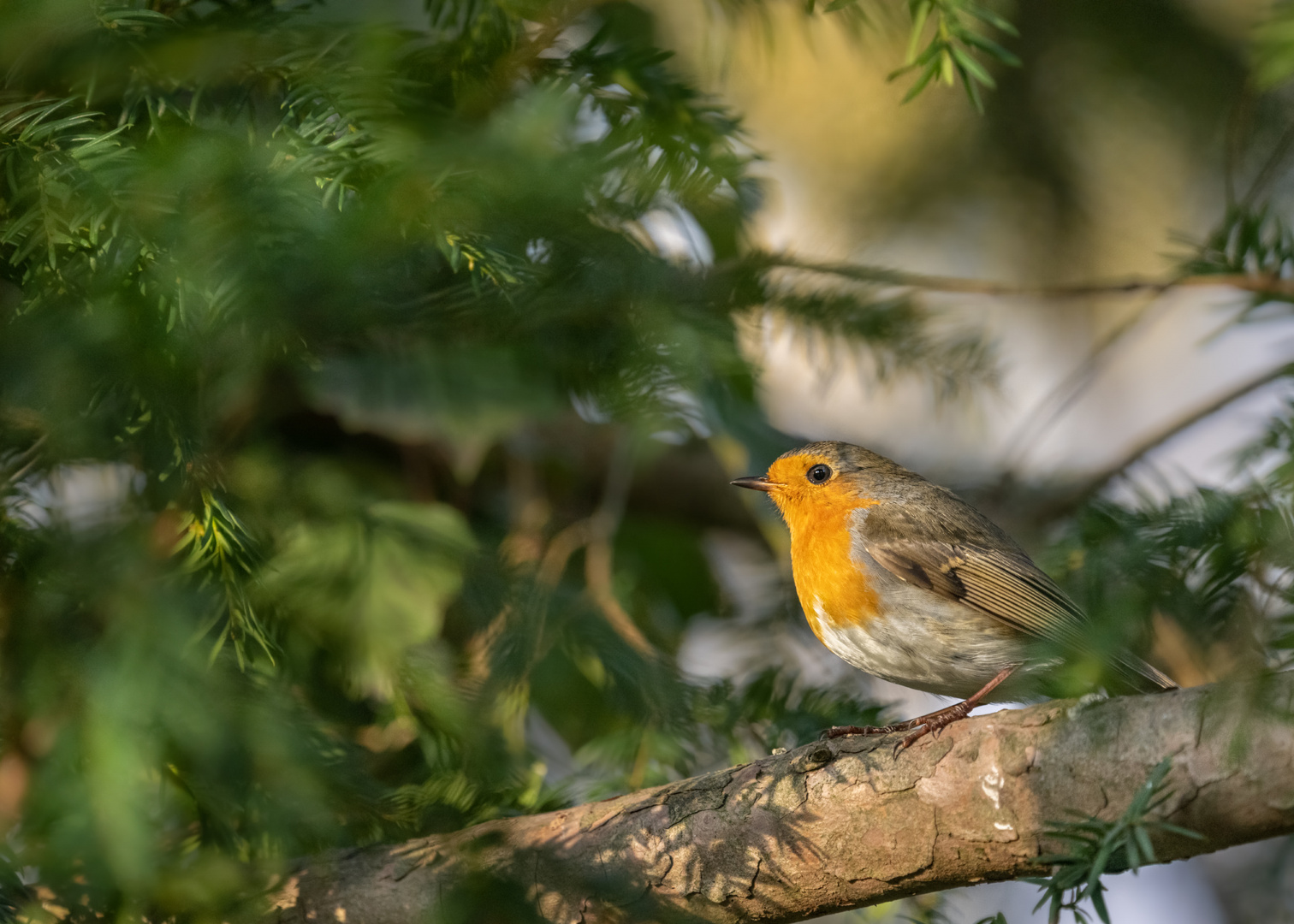 Rotkehlchen (Erithacus rubecula)