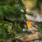 Rotkehlchen (Erithacus rubecula)