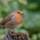 Rotkehlchen (Erithacus rubecula)