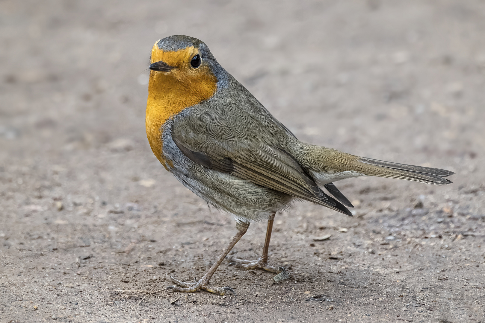 Rotkehlchen (Erithacus rubecula) 