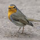 Rotkehlchen (Erithacus rubecula) 