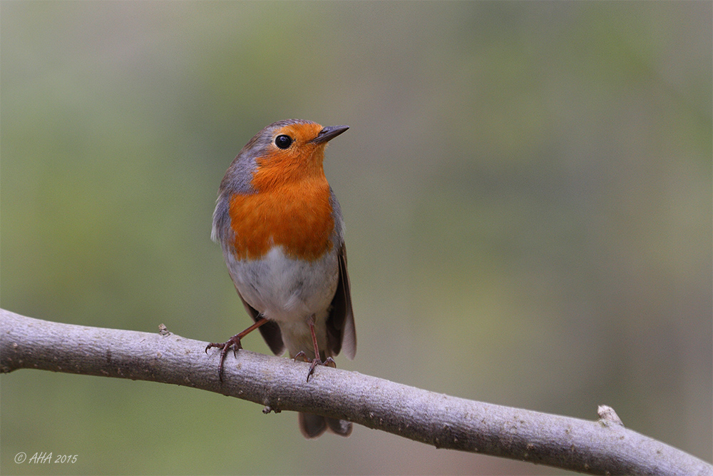 Rotkehlchen (Erithacus rubecula)