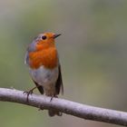 Rotkehlchen (Erithacus rubecula)