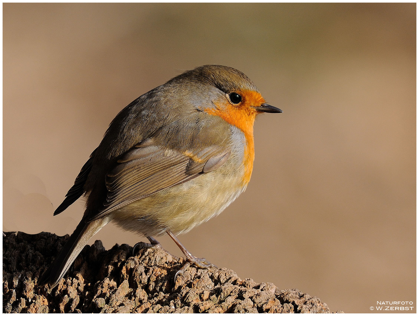 - Rotkehlchen - ( Erithacus rubecula )