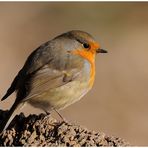 - Rotkehlchen - ( Erithacus rubecula )