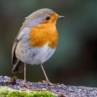 Rotkehlchen (Erithacus rubecula)