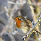 Rotkehlchen (Erithacus rubecula)