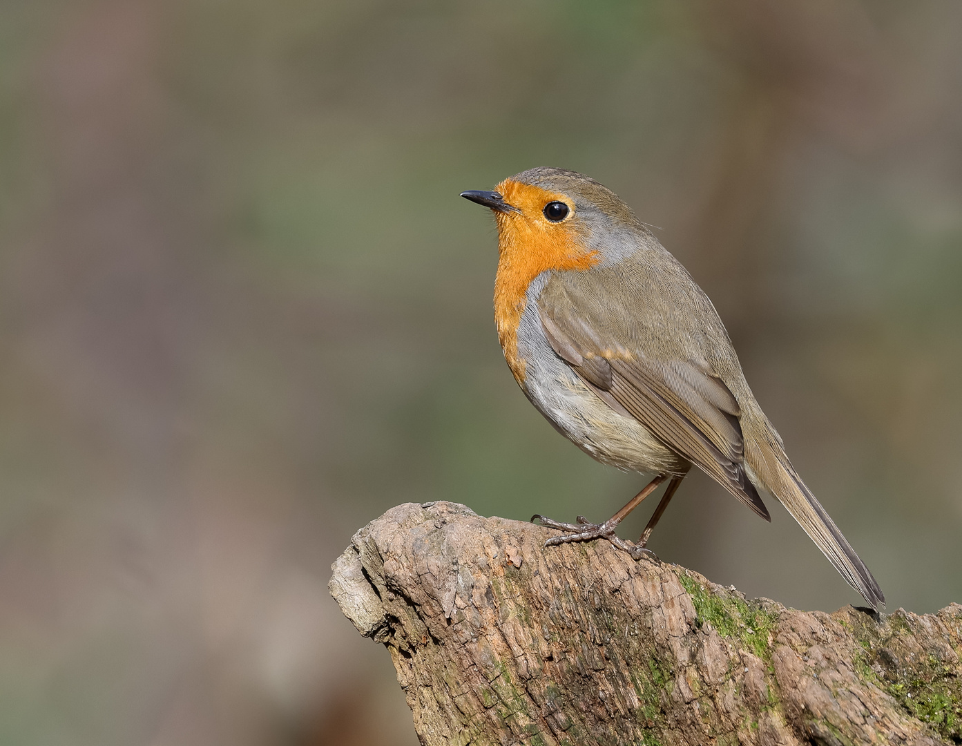 Rotkehlchen (Erithacus rubecula)