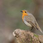 Rotkehlchen (Erithacus rubecula)