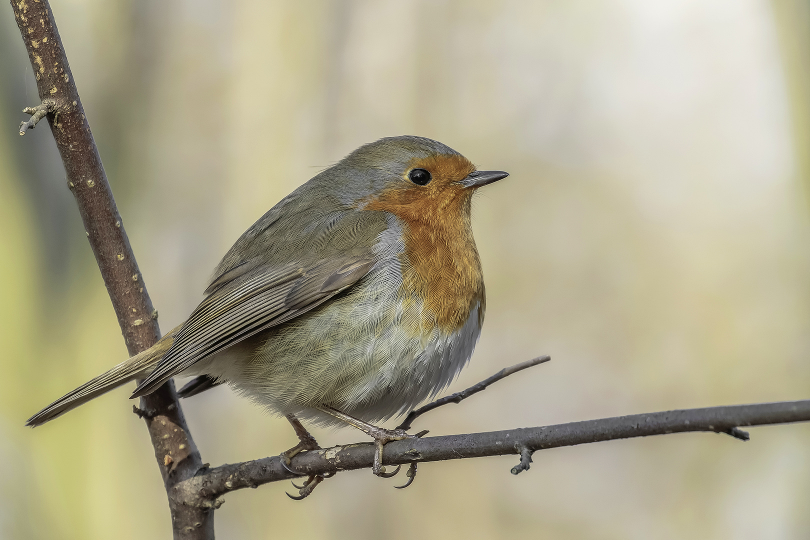 Rotkehlchen (Erithacus rubecula)