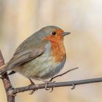 Rotkehlchen (Erithacus rubecula)