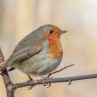 Rotkehlchen (Erithacus rubecula)