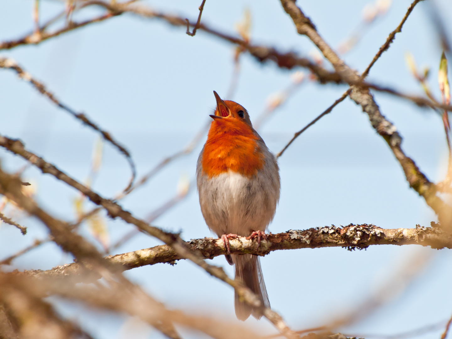 Rotkehlchen (Erithacus rubecula)