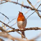 Rotkehlchen (Erithacus rubecula)