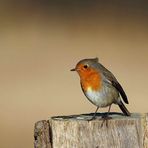 Rotkehlchen (Erithacus rubecula)