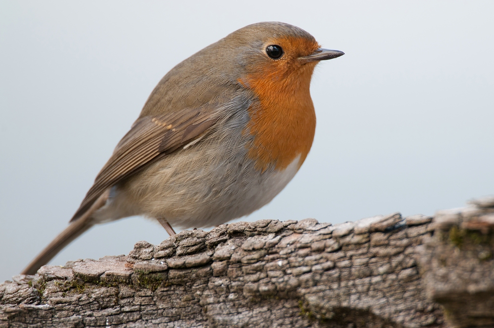 Rotkehlchen (Erithacus rubecula)